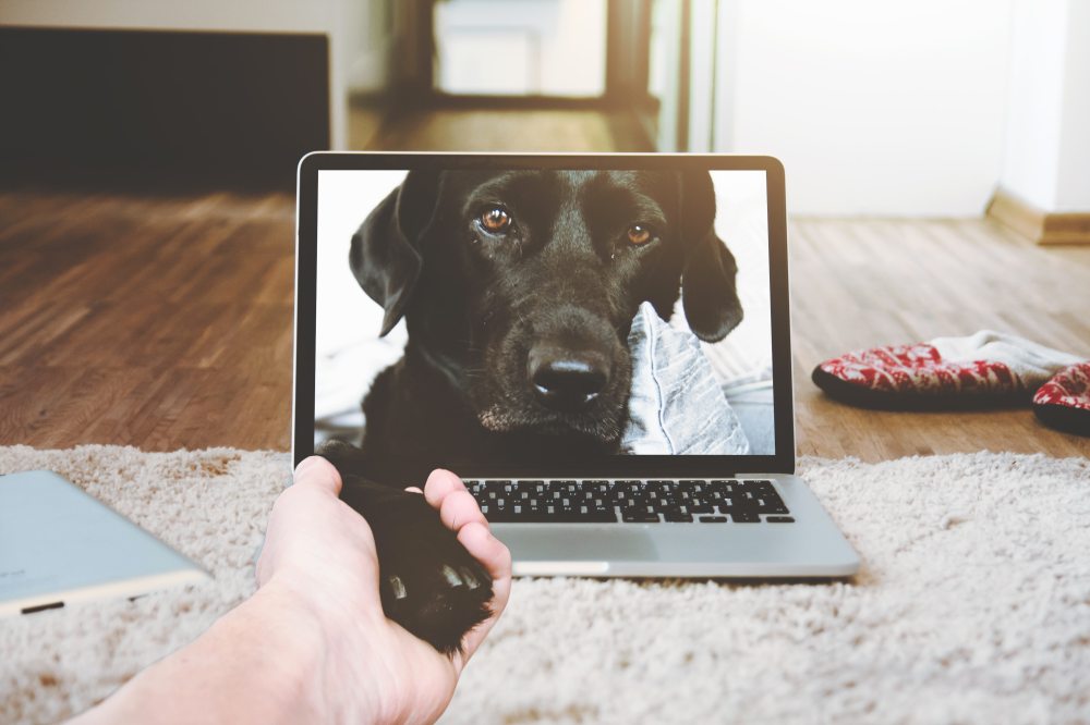 Columbus Ohio area professional pet sitter