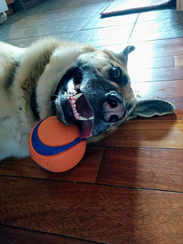 Columbus Ohio area quality dog sitter walker fetch ball