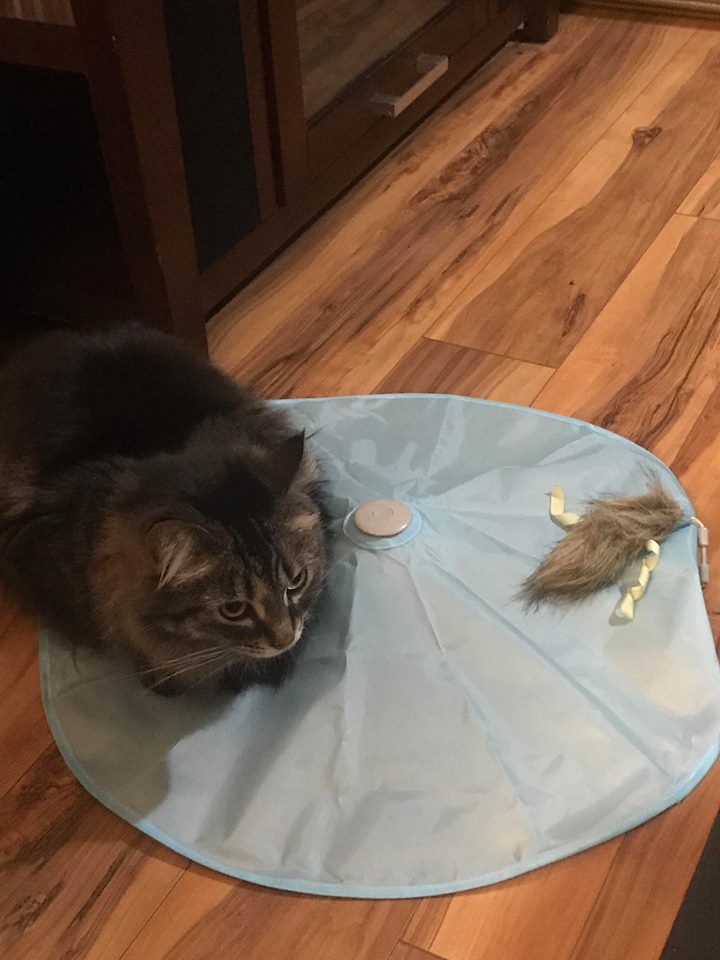 Columbus Ohio area quality cat sitter SmartyKat cat toy