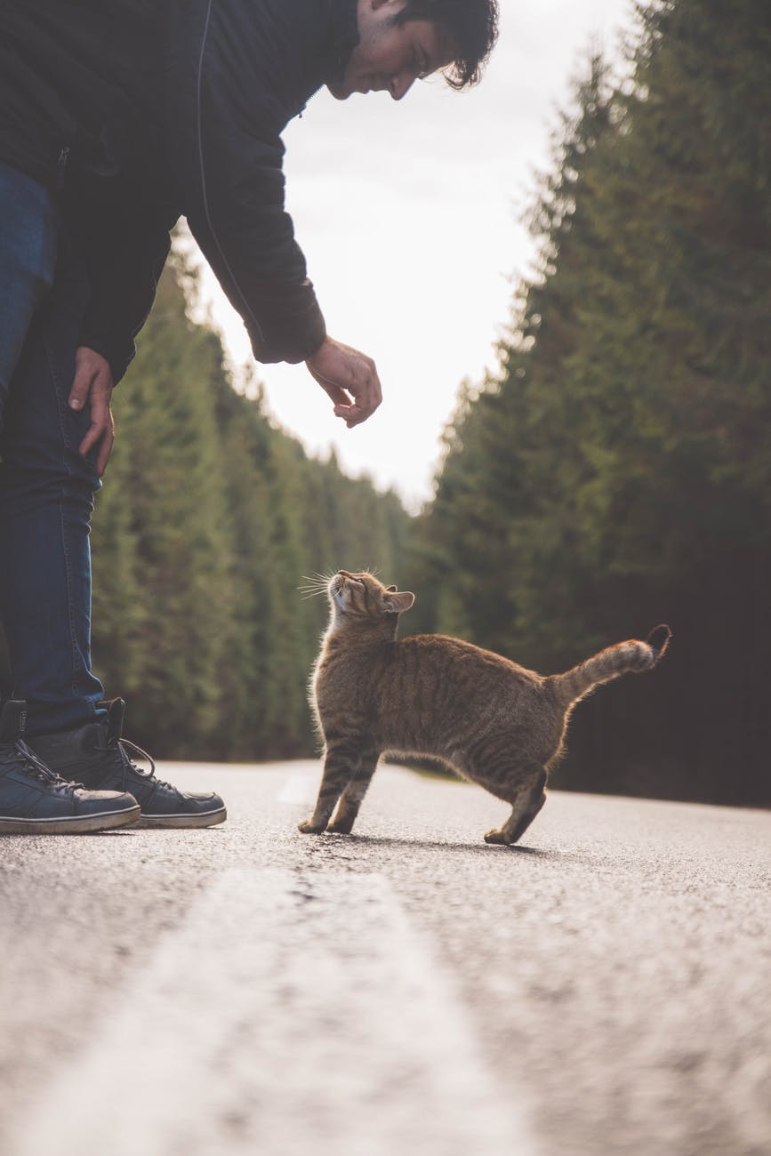 man near orange tabby cat