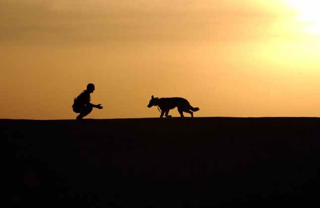 sunset working dog horizon