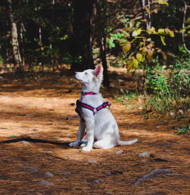 columbus area dog walkers 43207 43215