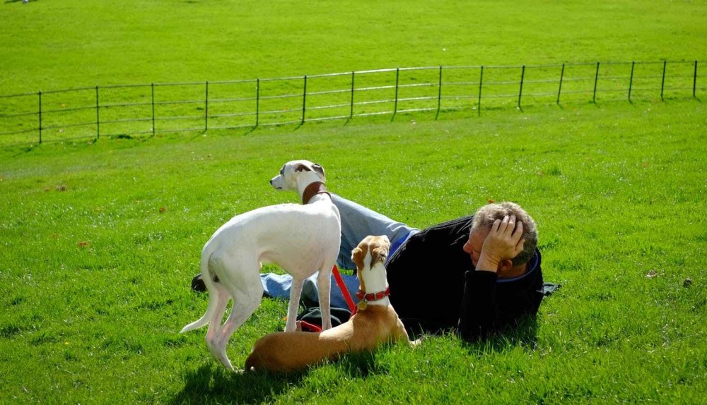 columbus area dog walkers 43207 43215