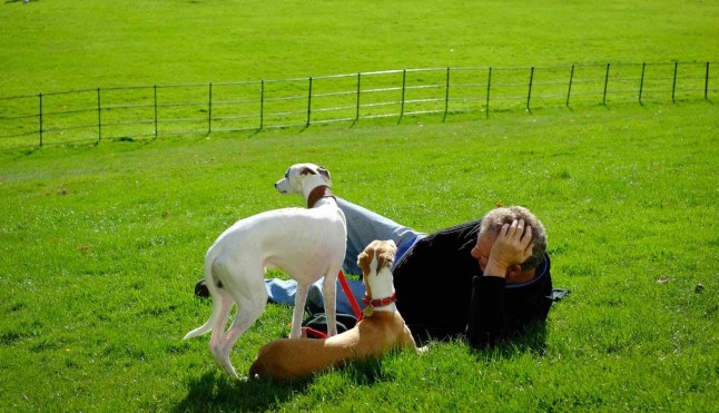 columbus area dog walkers 43207 43215