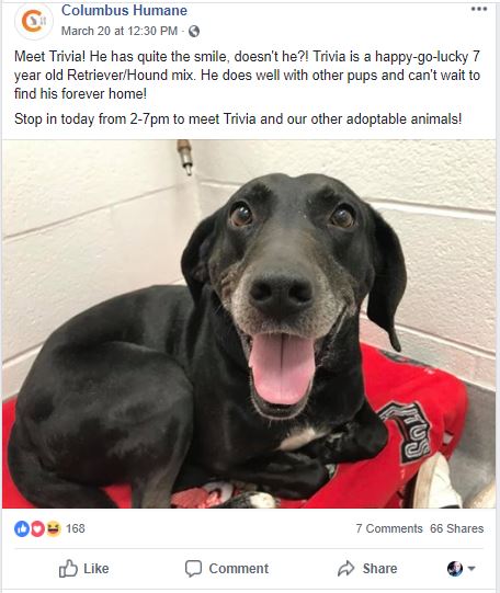 Dog up for adoption Columbus Humane