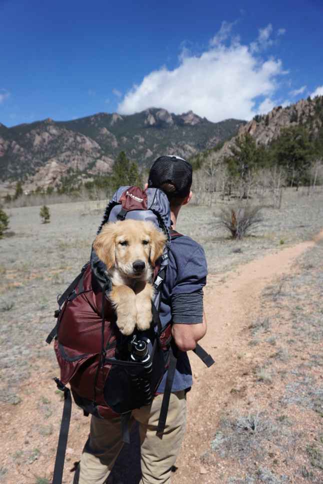 man with blue and maroon camping bag and golden retriever in backpack