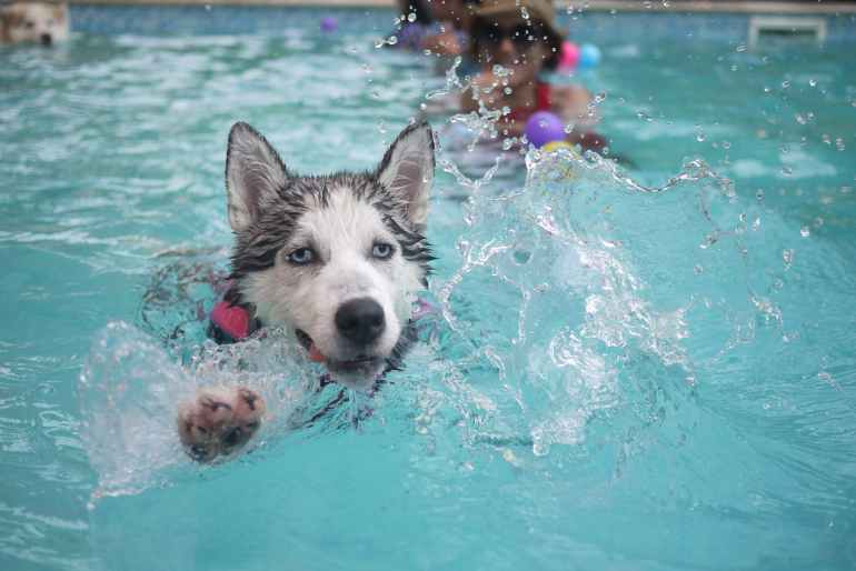 black and white dog swimming on pol