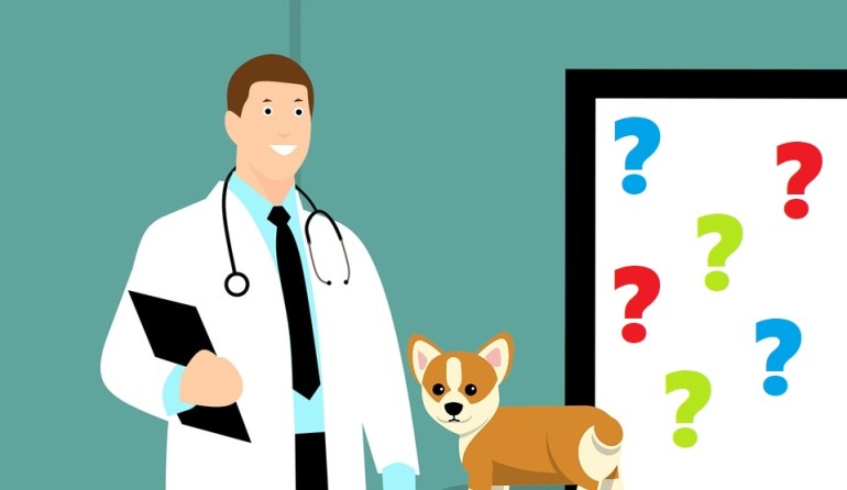 in home pet sitter in columbus