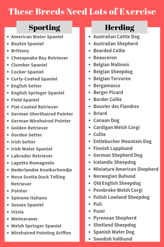 dog walkers Columbus Ohio