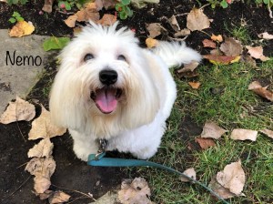 dog walker Columbus Ohio