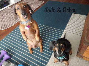 dog walker Columbus Ohio