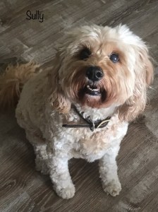 dog walker Columbus Ohio