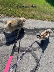 dog walker Columbus Ohio