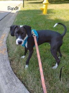 dog walker Columbus Ohio