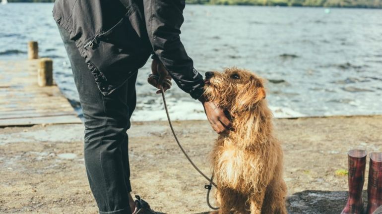 dog walkers columbus ohio