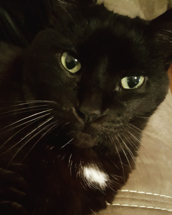 black cat columbus area dog walker columbus area in home pet care 43207 43215