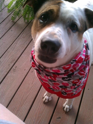 dog with bandana columbus area dog walker columbus area in home pet care 43207 43215