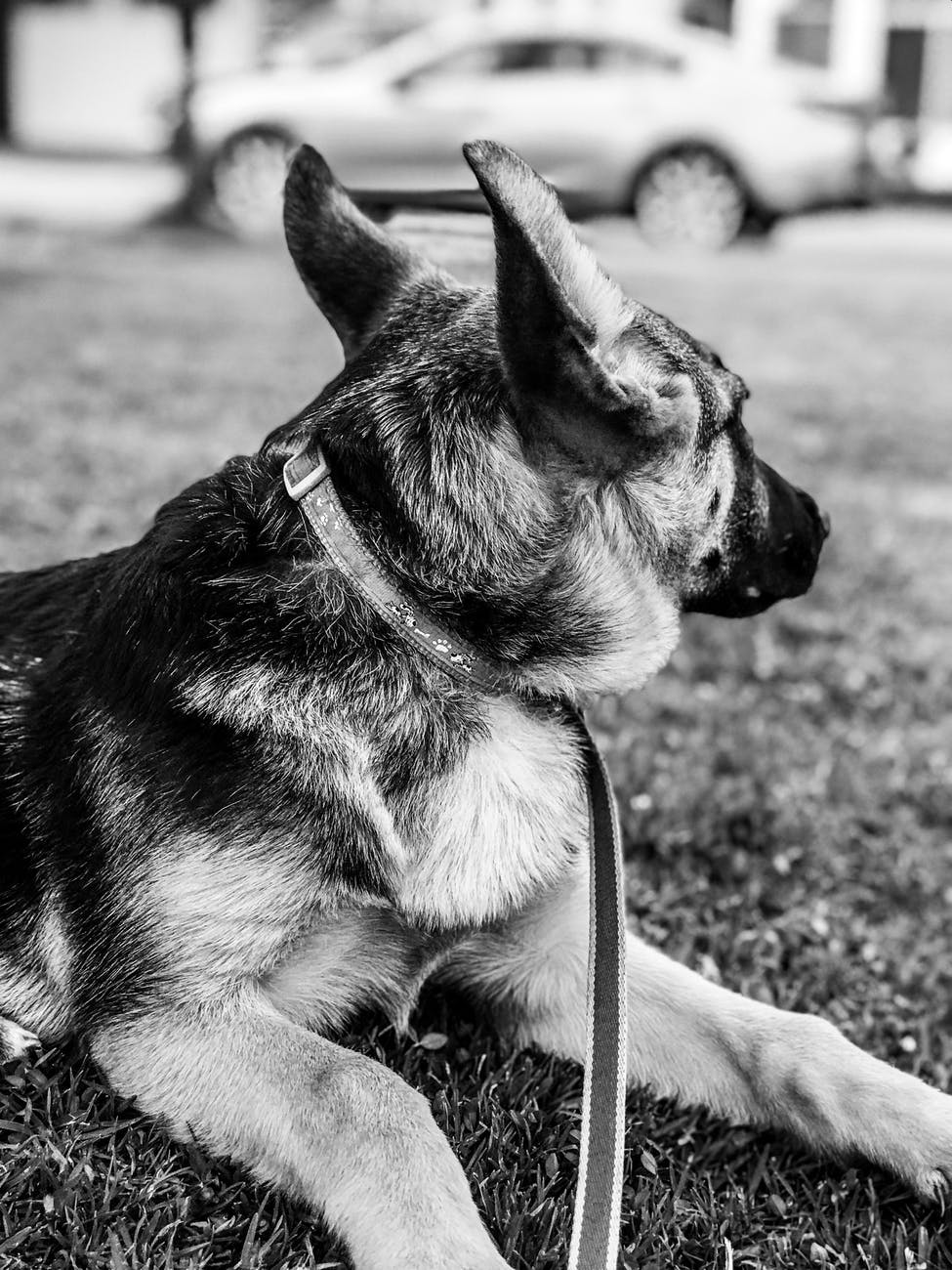 In home pet care columbus ohio professional dog walkers columbus ohio