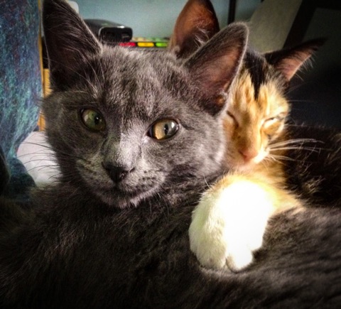 columbus ohio cat sitters